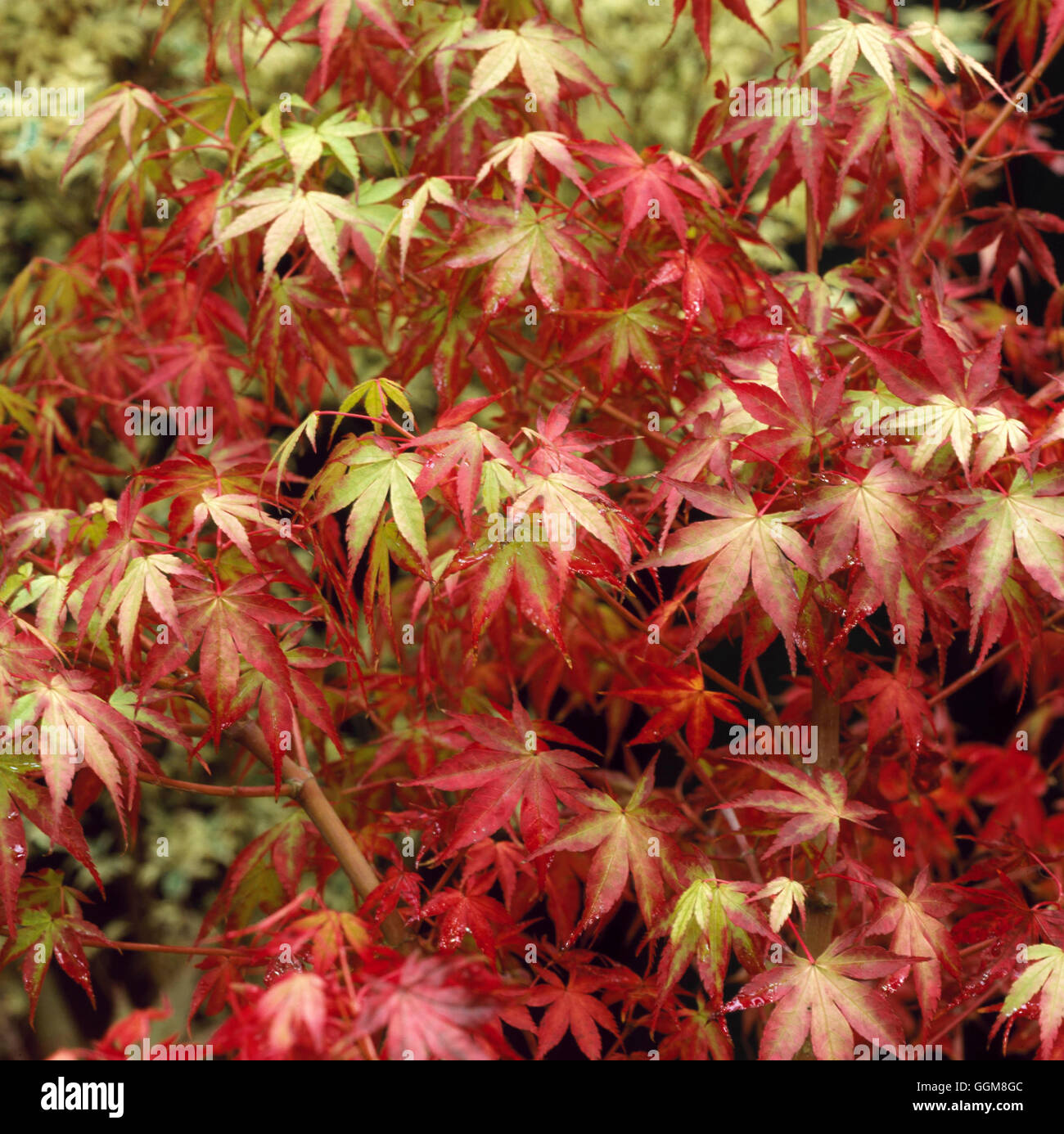 Acer palmatum - `Katsura' AGM in Autumn colour   TRS104541 Stock Photo